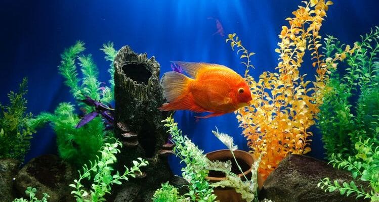 cómo decorar tu acuario