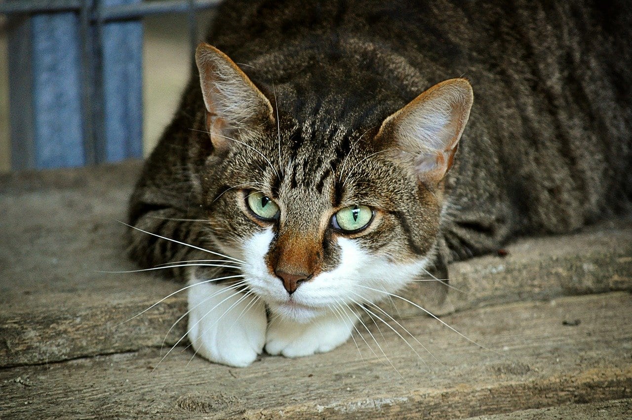 Entendiendo el comportamiento felino