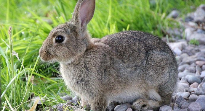 Comportamiento de los conejos