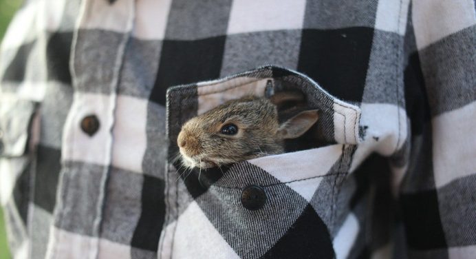¿Se puede adiestrar a los conejos?