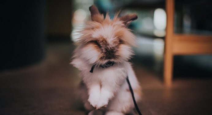 Bolas de pelos en conejos