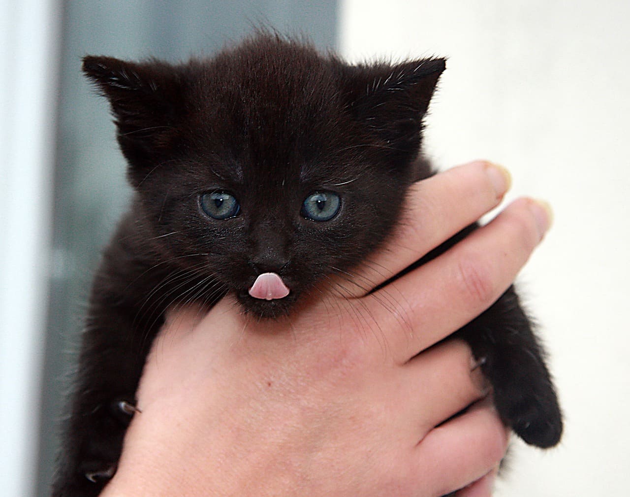 cómo alimentar a un gato recién nacido