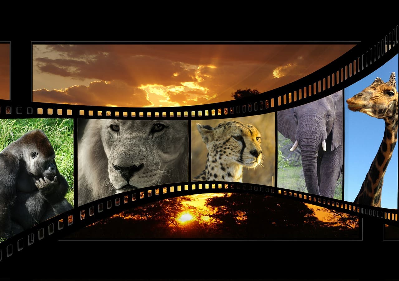 animales del cine