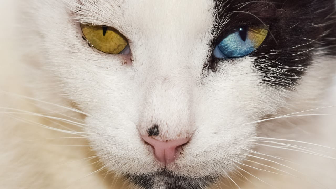 animales más raros del mundo
