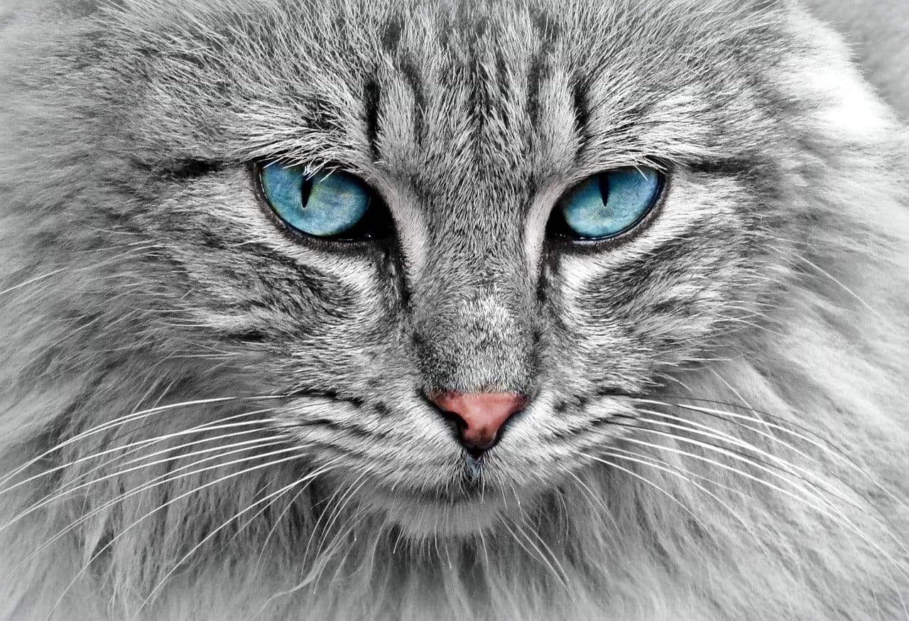 Calma Altoparlante Ewell ▷ Top 5 razas de gatos más grandes del Mundo - Love Mi Mascota