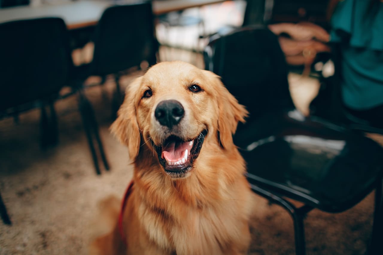 como adiestrar a un perro sordo