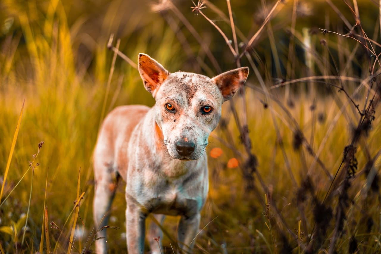 como evitar el abandono animal