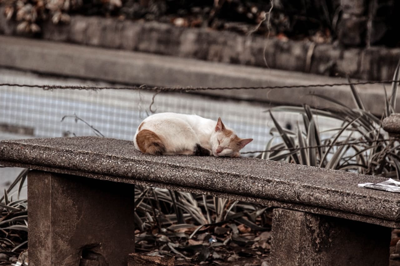 prevenir el abandono animal