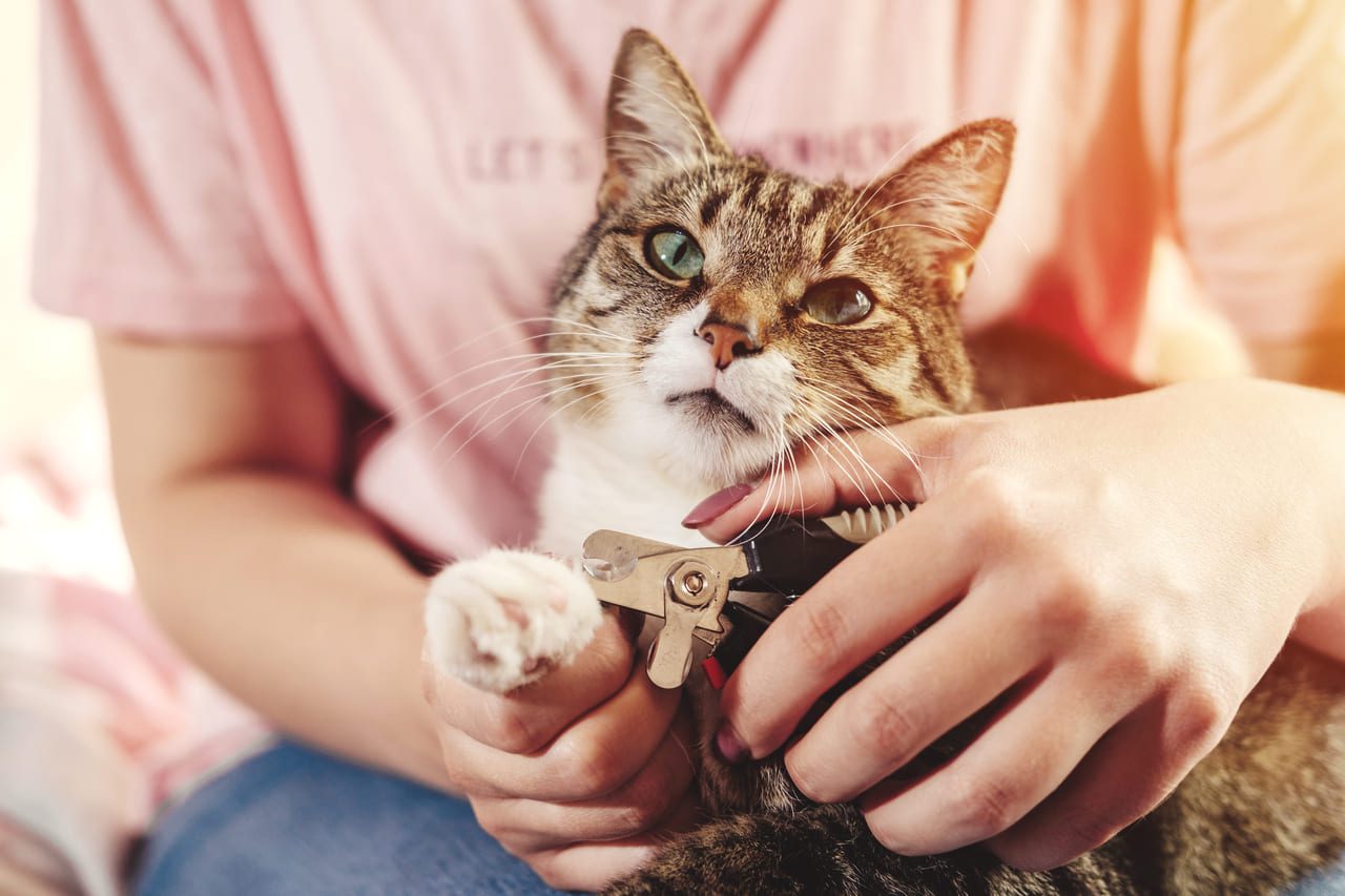 como cortar las uñas a un gato