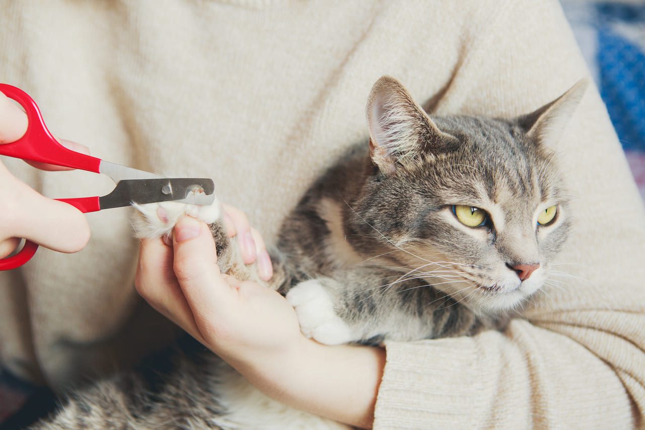 consejos para cortar las uñas a tu gato