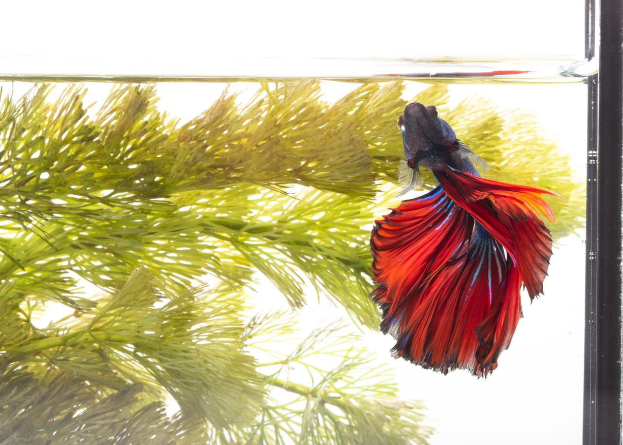 guia paso a paso reprodución peces betta