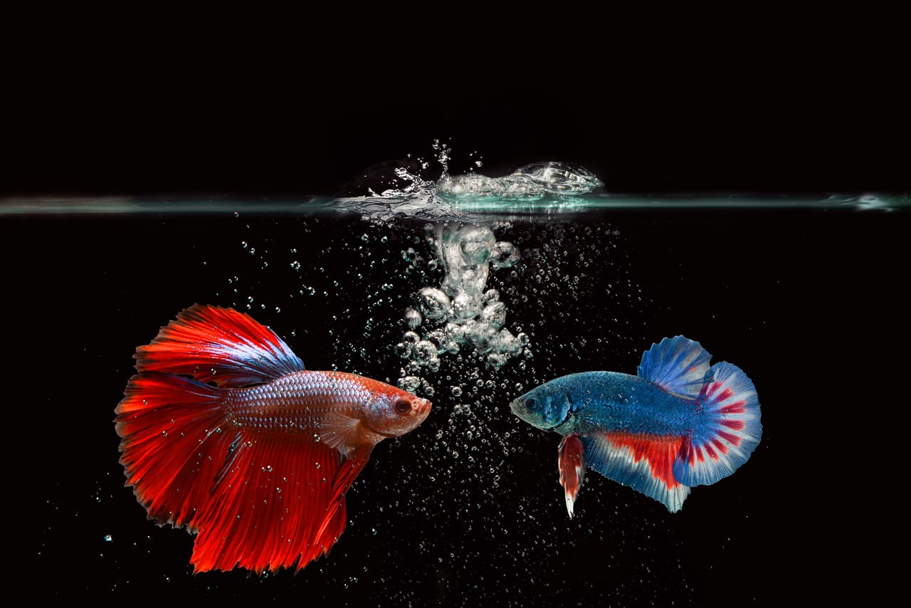 reproducción de los peces betta