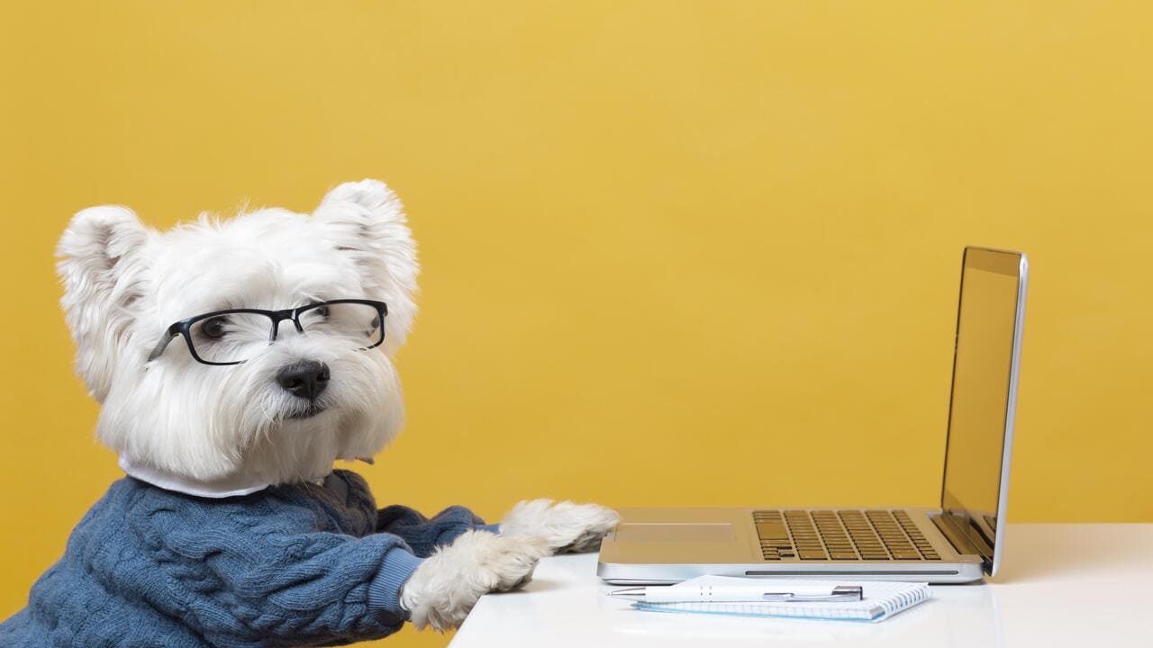 mejor tienda online de mascotas