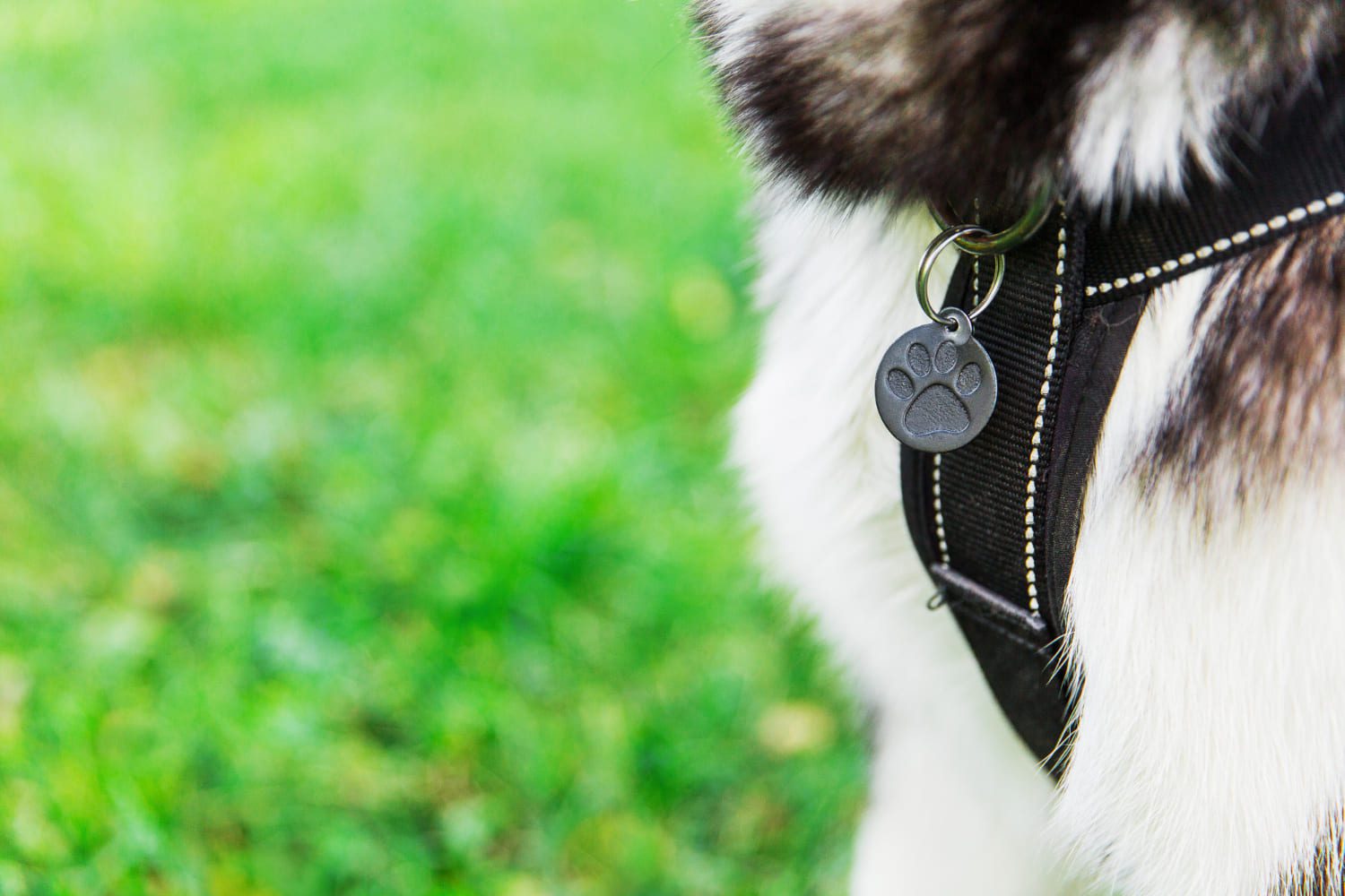 chapa identificativa para perros