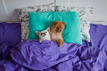 mejores camas para perros