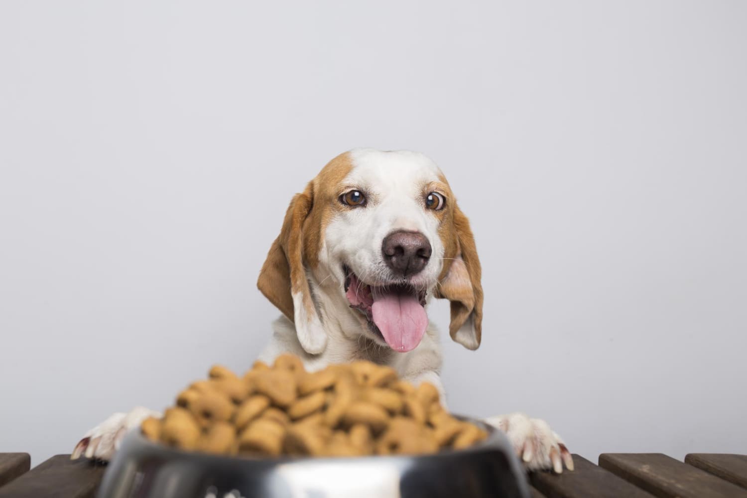 cuanto debe comer un perro al dia