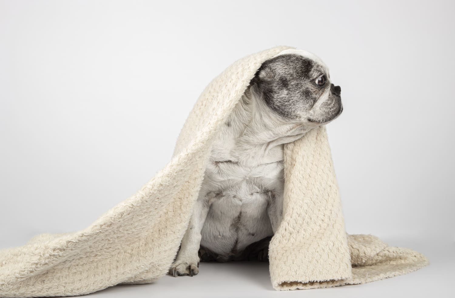 prevenir frio en perros