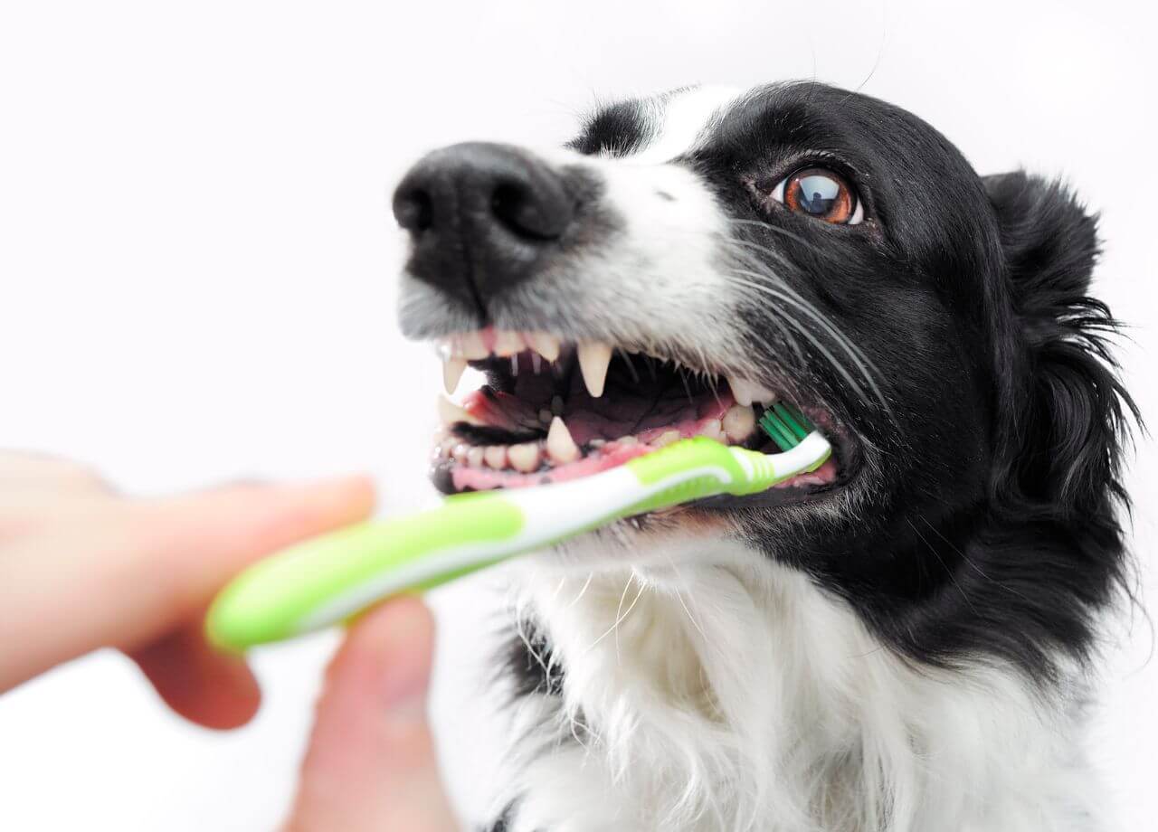 como mantener dientes y encias saludables mascotas