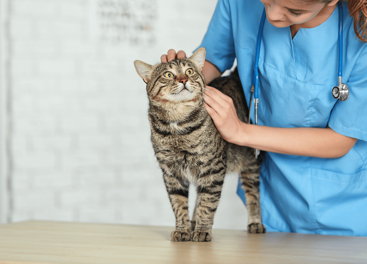 cuanto cuesta mantener un gato