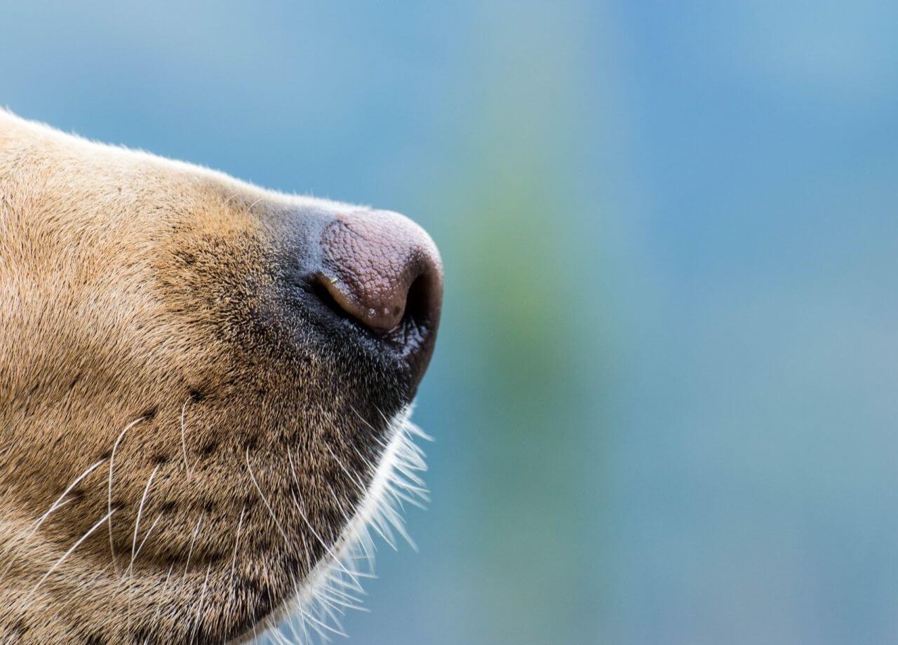 Olores que tu perro no soporta